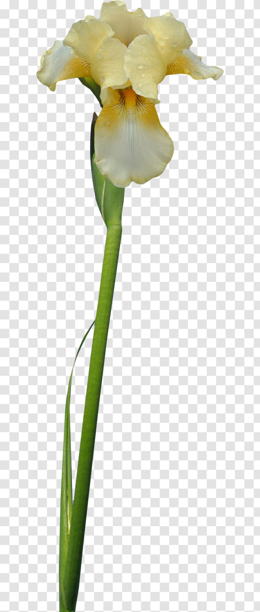 Irises Cut Flowers - Common Poppy - Flower Transparent PNG