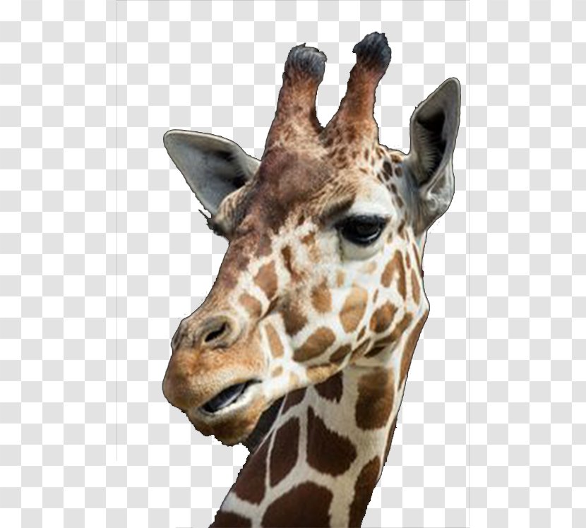 IPhone 6 Northern Giraffe Whipsnade Zoo Tall Blondes - Animal - Giraffe's Head Transparent PNG