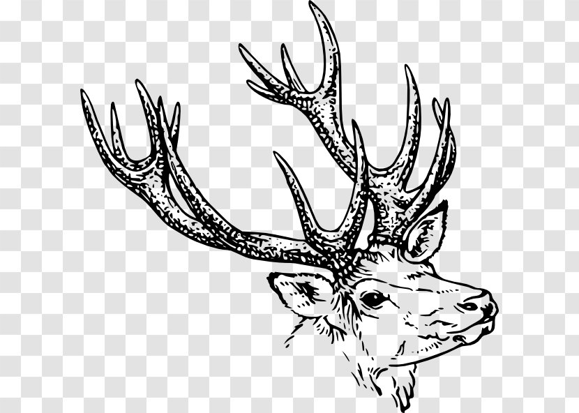 Reindeer White-tailed Deer Antler Clip Art - Whitetailed Transparent PNG