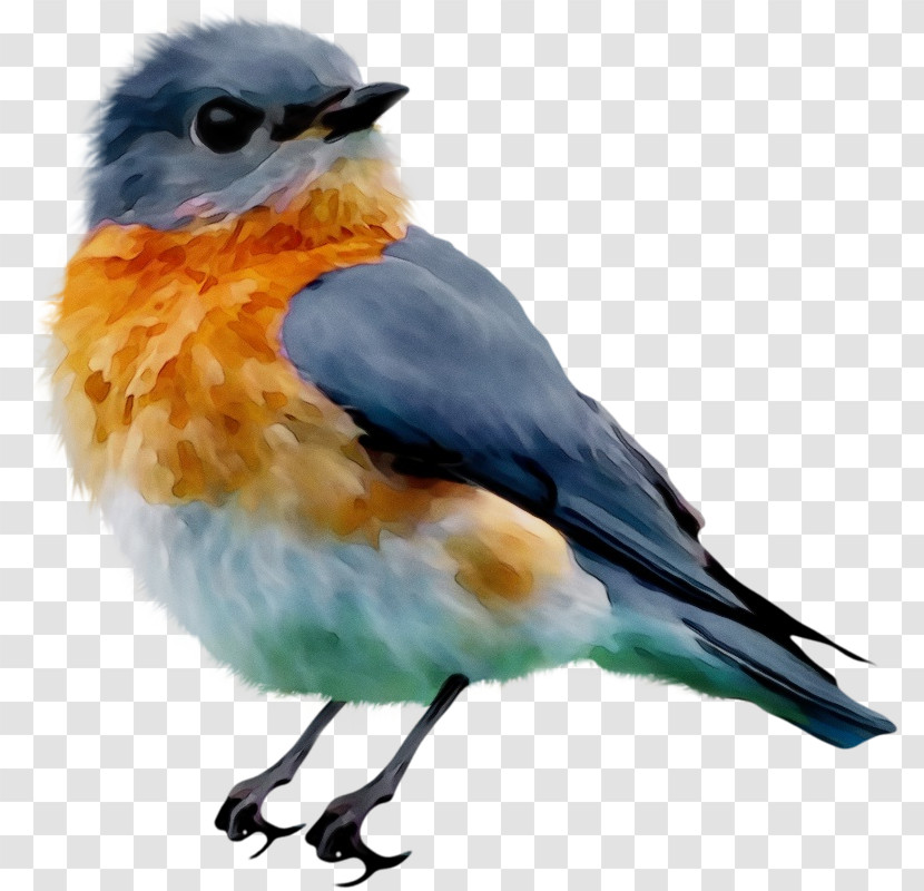 Bird Bluebird Beak Eastern Bluebird European Robin Transparent PNG