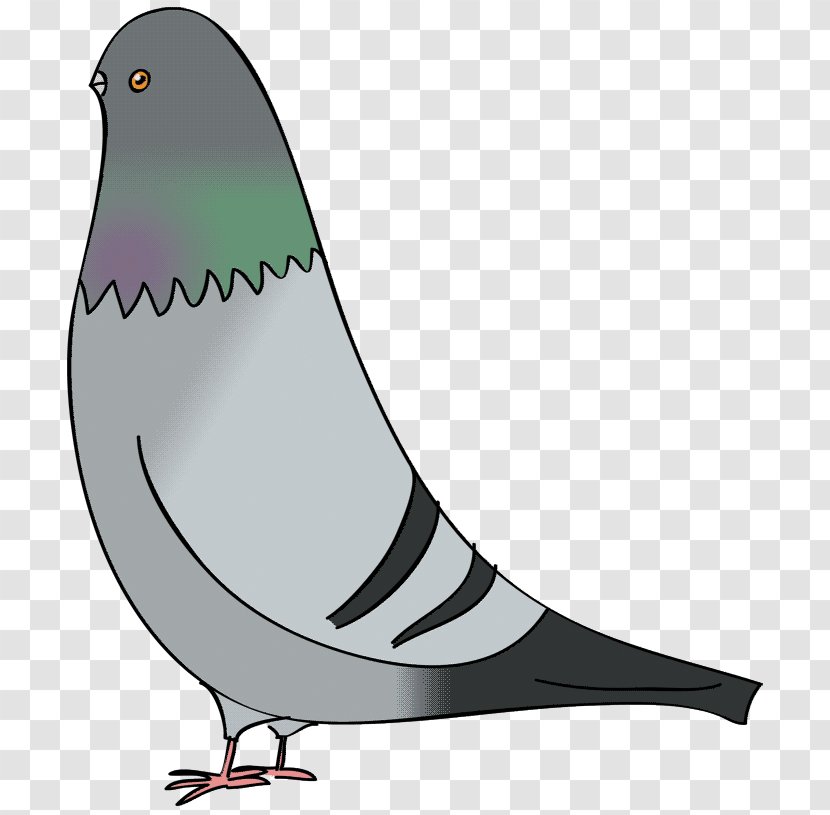 Columbidae Domestic Pigeon Bird Drawing Clip Art Transparent PNG
