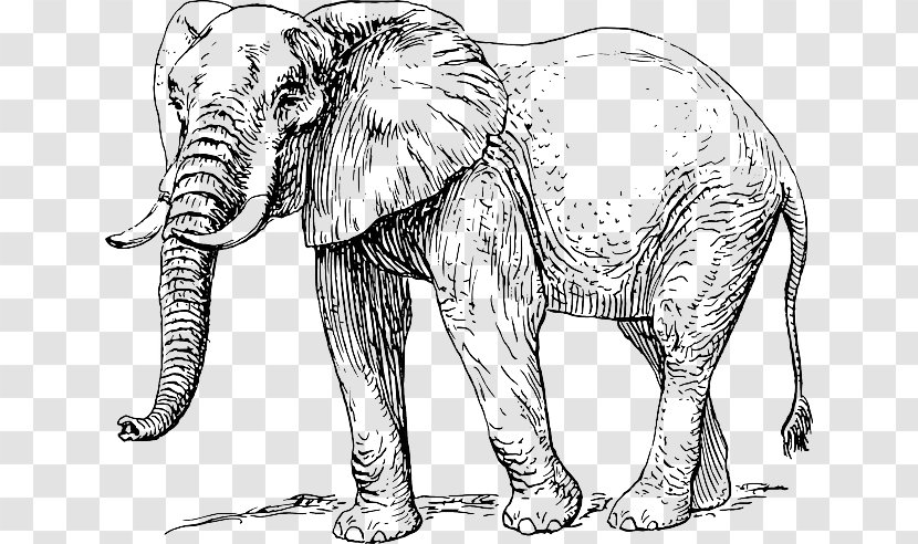 Asian Elephant African Elephantidae Drawing Clip Art - Trunk Transparent PNG