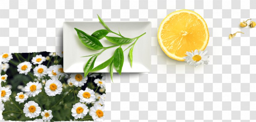 Lemon Flower - Perennial Plant - Herb Transparent PNG