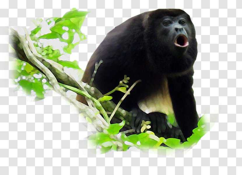 Monkey Black Howler Primate Common Chimpanzee - Spider - Prado Word Transparent PNG