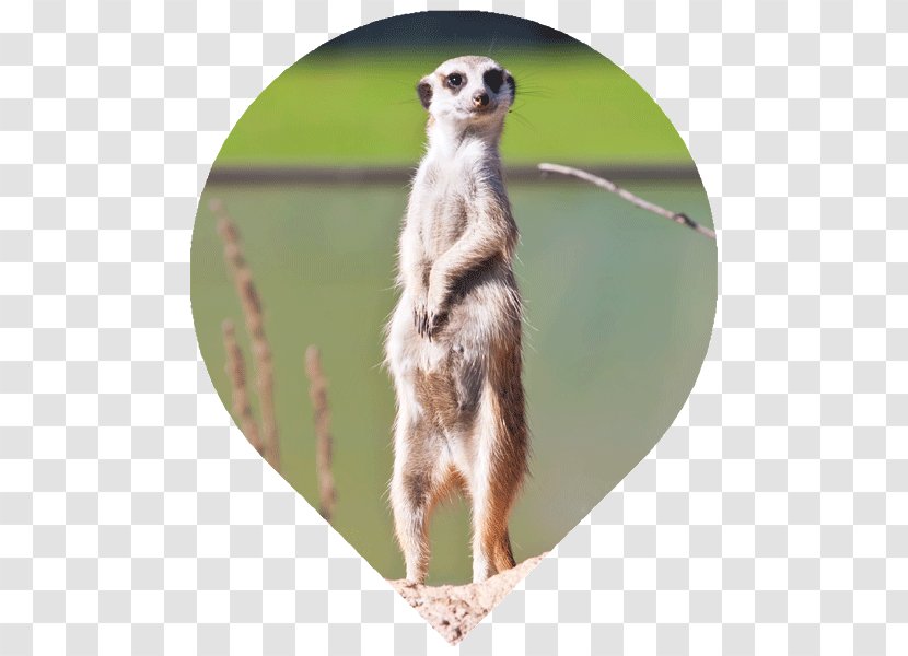 Meerkat Rodent Stock Photography Illustration Transparent PNG