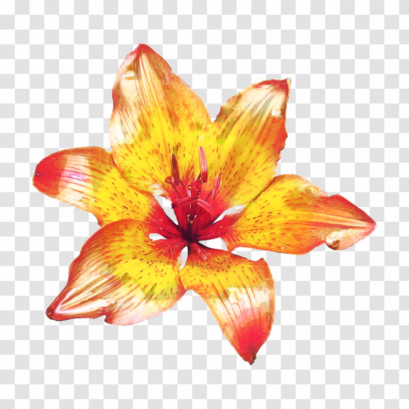Lily Flower Cartoon - Orange - Perennial Plant Wildflower Transparent PNG