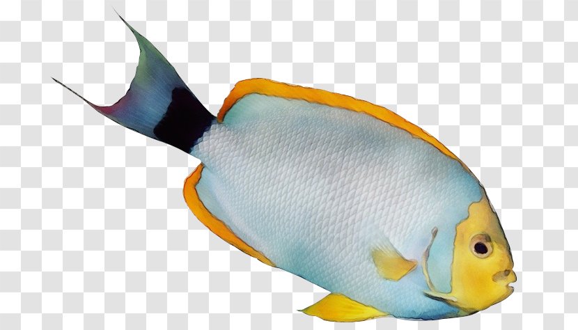 Fish Pomacanthidae Pomacentridae Holacanthus - Triggerfish Fin Transparent PNG