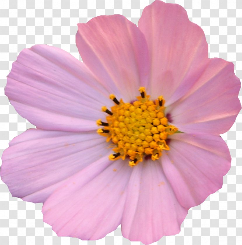 Flower Cosmos Petal Light Daisy Family - Garden Transparent PNG