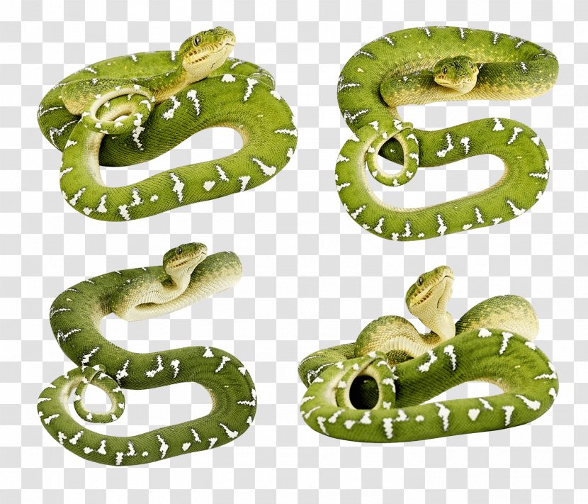 Smooth Green Snake Clip Art - Organism - Snakes Image Transparent PNG