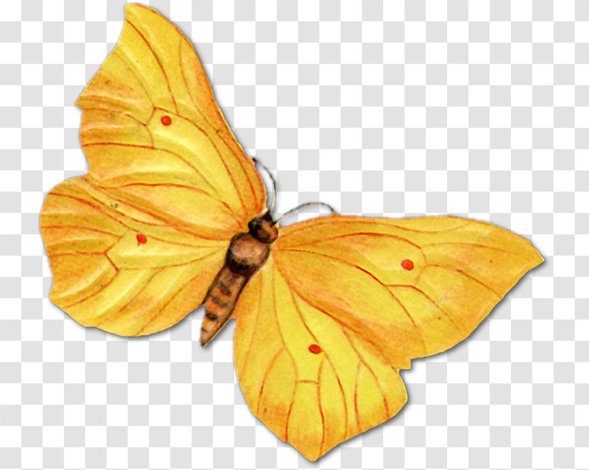Butterfly Insect Paper Drawing - Moth Transparent PNG