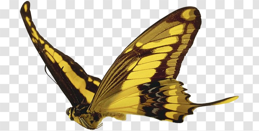 Monarch Butterfly Pieridae Desktop Wallpaper Transparent PNG