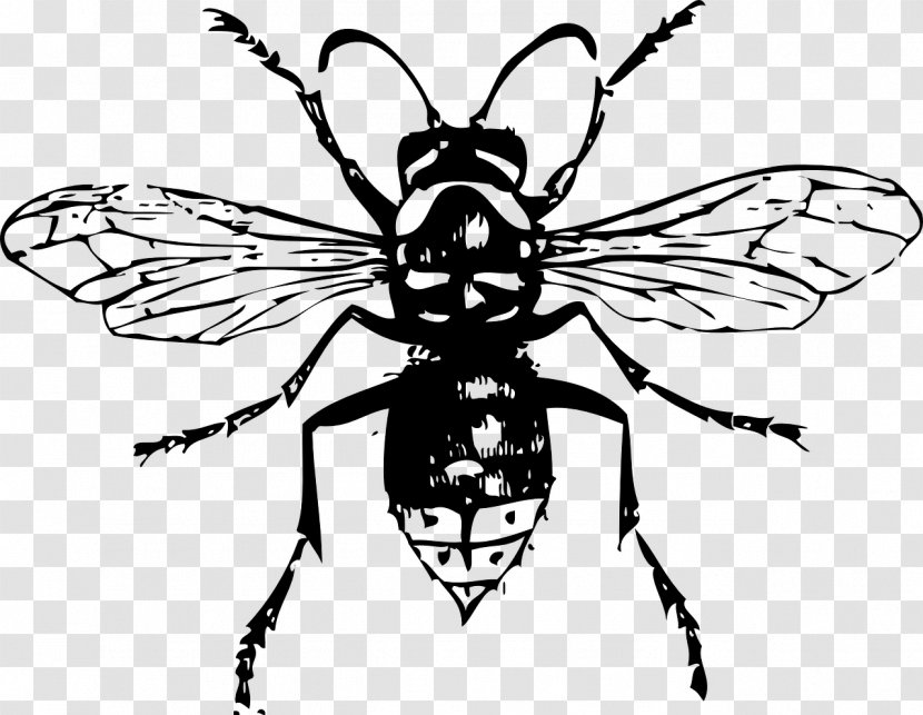 Bald-faced Hornet Bee Clip Art - Monochrome Transparent PNG