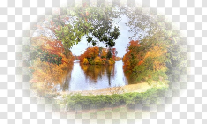 TinyPic Photography - Leaf - Tree Transparent PNG