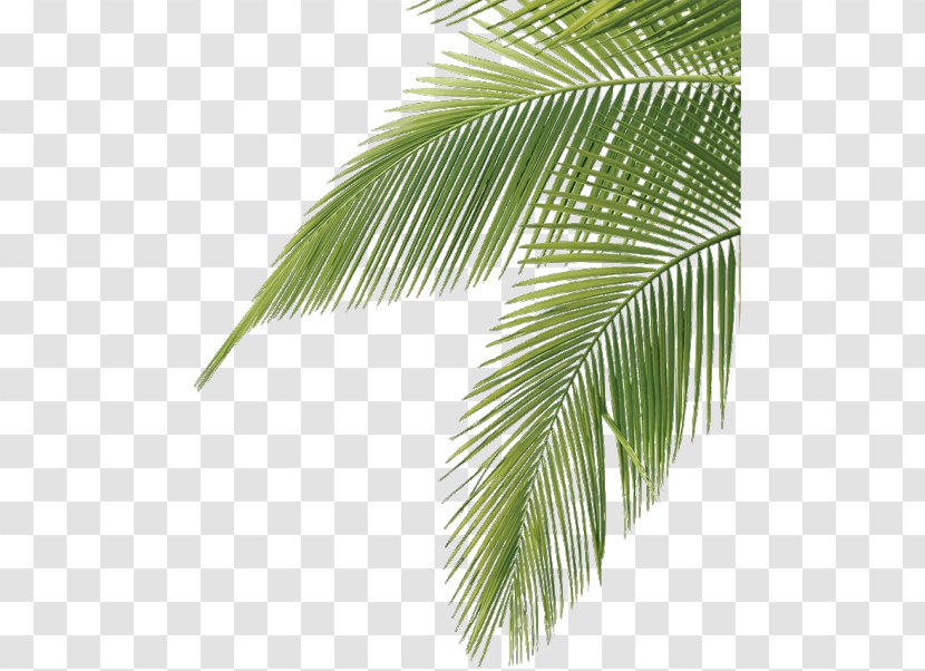 Arecaceae Leaf Palm Branch Frond - Tree - Watercolor Cactus Transparent PNG