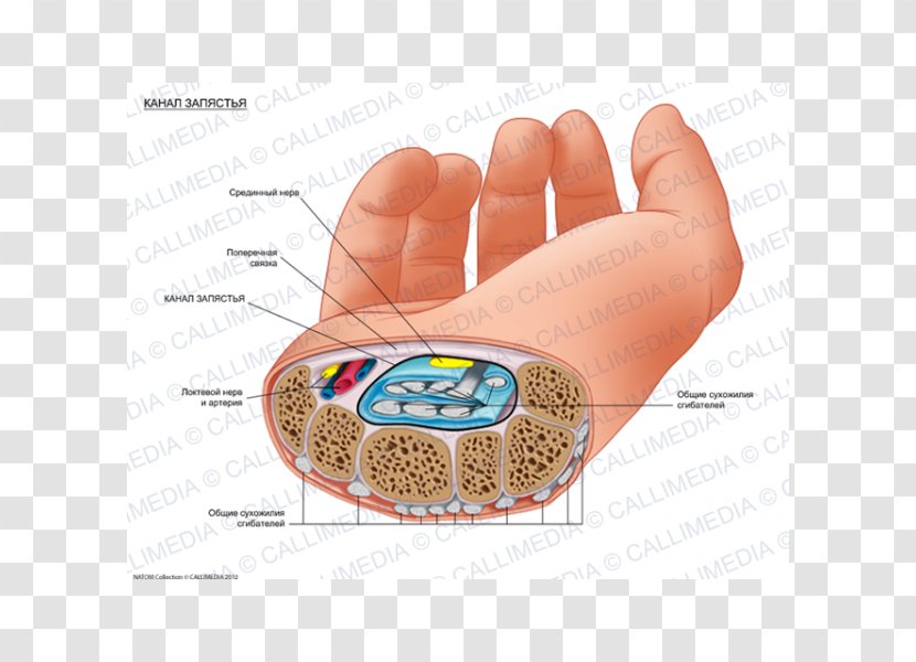 Carpal Tunnel Human Anatomy Bones Wrist - Frame - Hand Transparent PNG