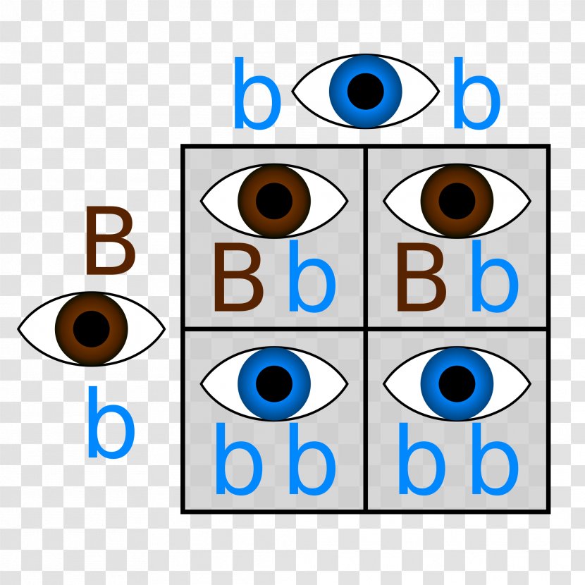 Punnett Square Dominance Genetics Eye Color - Offspring - Colorful Eyes Transparent PNG