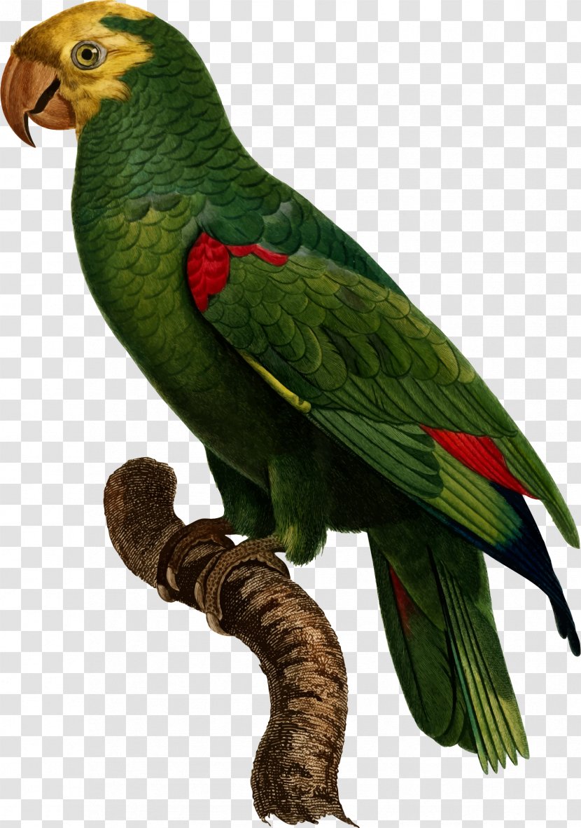 Bird Yellow-crowned Amazon Budgerigar Parrots Pet - Beak Transparent PNG