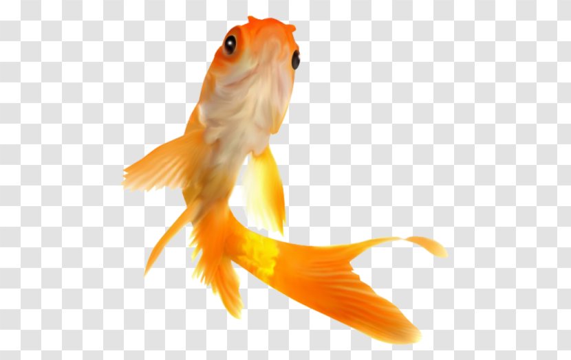 Goldfish Image Feeder Fish - Bony Transparent PNG
