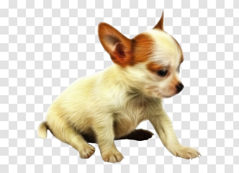 Chihuahua Puppy Papillon Dog Companion Clip Art - Breed Transparent PNG