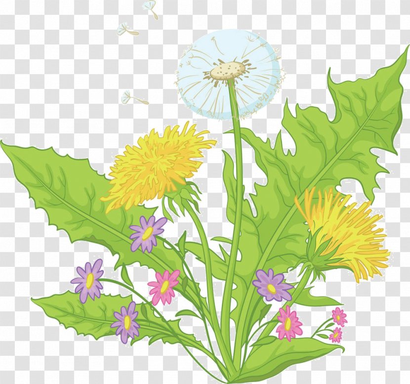 Common Dandelion Flower Drawing Royalty-free - Wildflower - Cartoon Material Transparent PNG