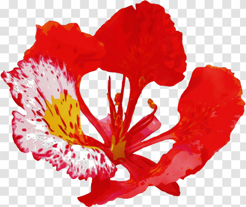 Flower Red Petal Plant Coquelicot Transparent PNG