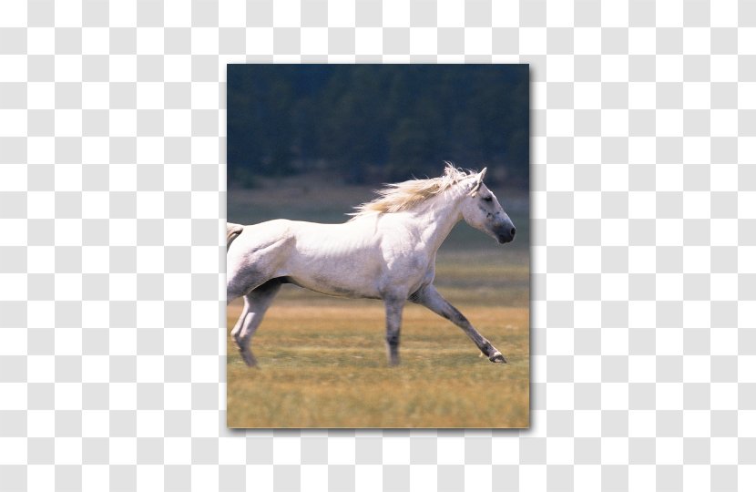 Horse Silvermane: A Western Quartet Stallion Foal Pony - Frame - Lily Transparent PNG