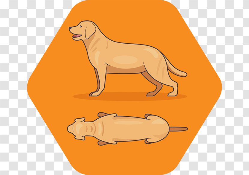Dog Breed Puppy Weight Measuring Scales - Health Transparent PNG