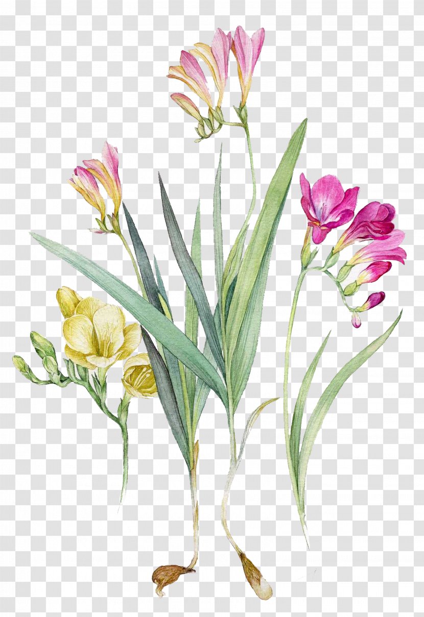 Watercolour Flowers Watercolor Painting Botanical Illustration Freesia - Plant Transparent PNG