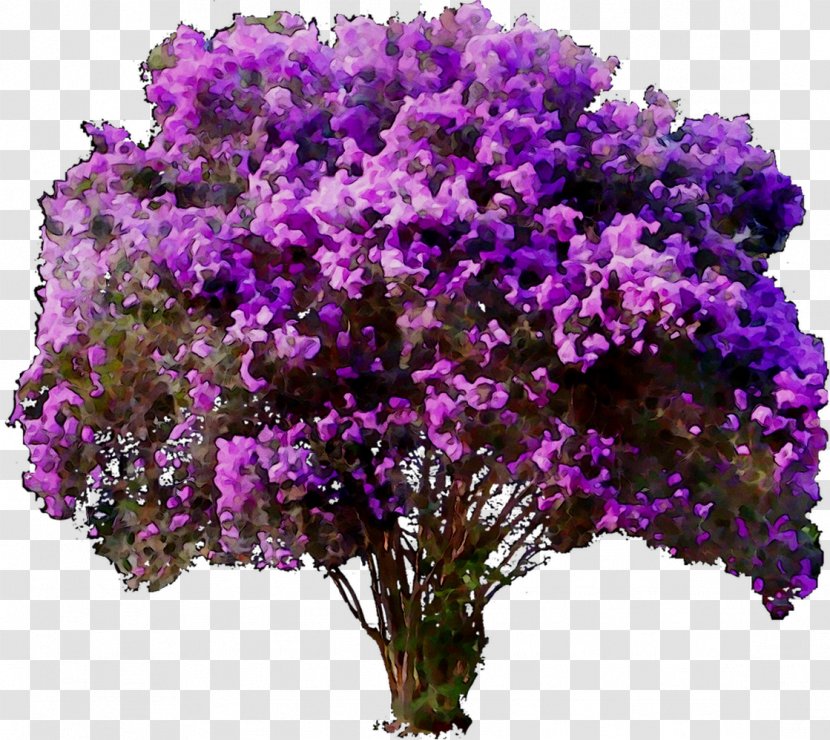 Vervain Lavender If You Wanna Stay Shrub Plants - Buddleia - Annual Plant Transparent PNG