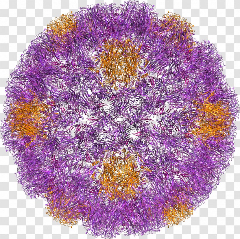 Zika Virus SV40 Rhinovirus Fever - Flower - Chemist Transparent PNG