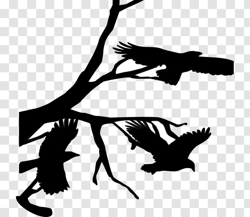 Crow Photography - Three Crows - Bill Transparent PNG