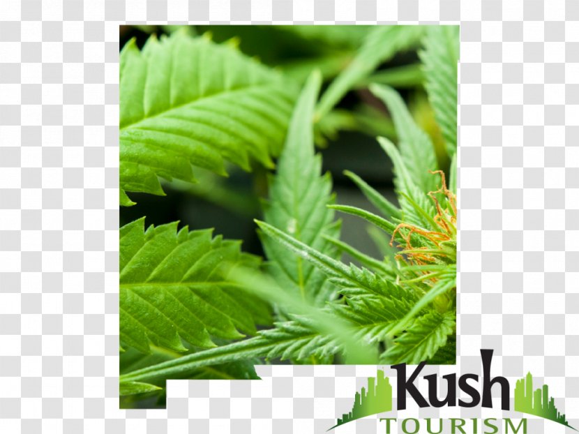 Medical Cannabis Hash, Marihuana & Hemp Museum Kush Sativa - Shop Transparent PNG