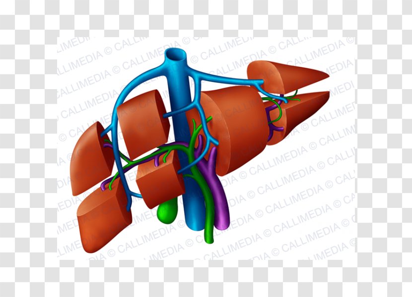 Liver Anatomy Portal Vein Hepatic Veins Right Lymphatic Duct - Human-liver Transparent PNG