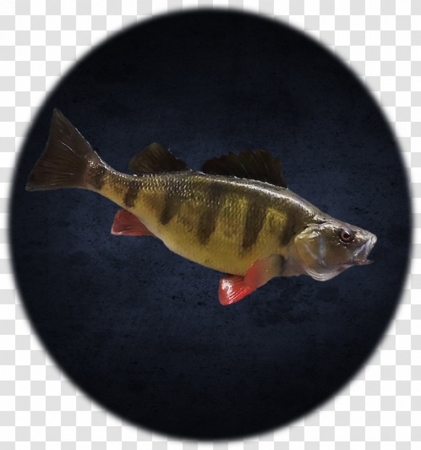 Perch Fish Transparent PNG