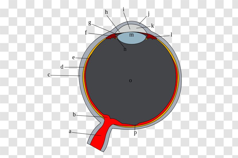 Human Eye Sclera Vitreous Body Corneal Limbus - Watercolor Transparent PNG