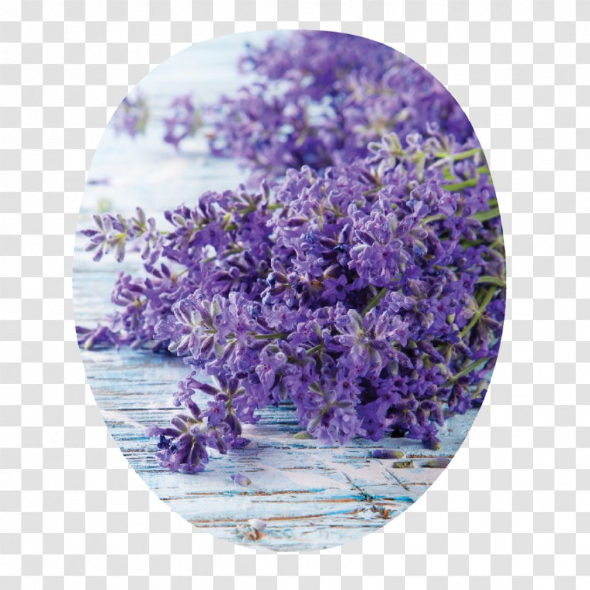 English Lavender Edible Flower Electronic Cigarette Aerosol And Liquid Kräuterspirale Thymes - Medicinal Plants Transparent PNG