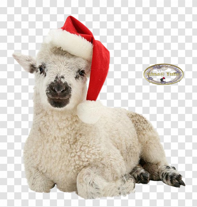 Sheep Alpaca Llama Stuffed Animals & Cuddly Toys Snout Transparent PNG