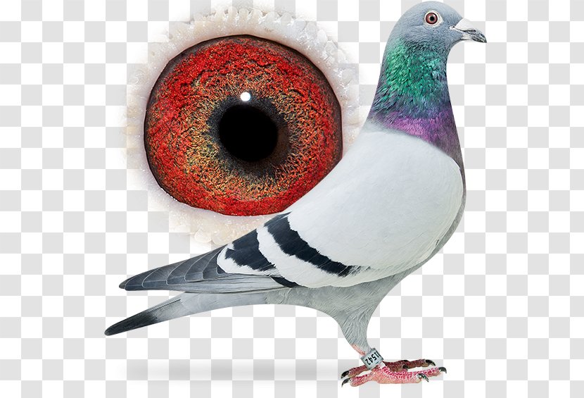 Columbidae Homing Pigeon Racing Beak - Breed - Dangling Ring Transparent PNG