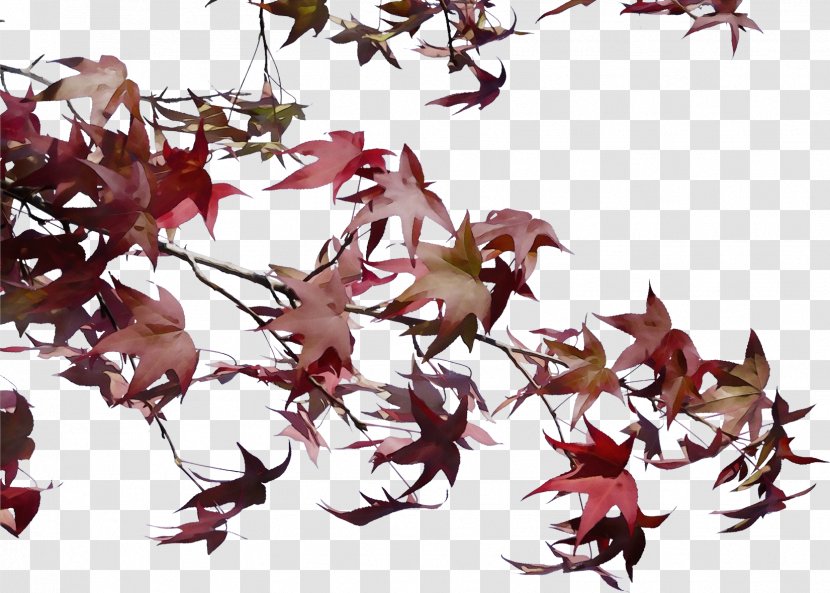 Autumn Leaf Drawing - Plant - Black Maple Flower Transparent PNG