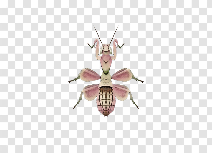 Animal Crossing: New Horizons Insect Lepidoptera Orchid Mantis Animal Crossing: City Folk Transparent PNG