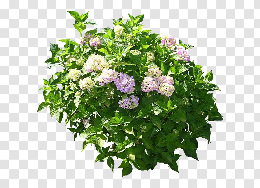 Floral Design Hydrangea 3D Computer Graphics Flower Box Flowerpot - Annual Plant - Green Plants Transparent PNG