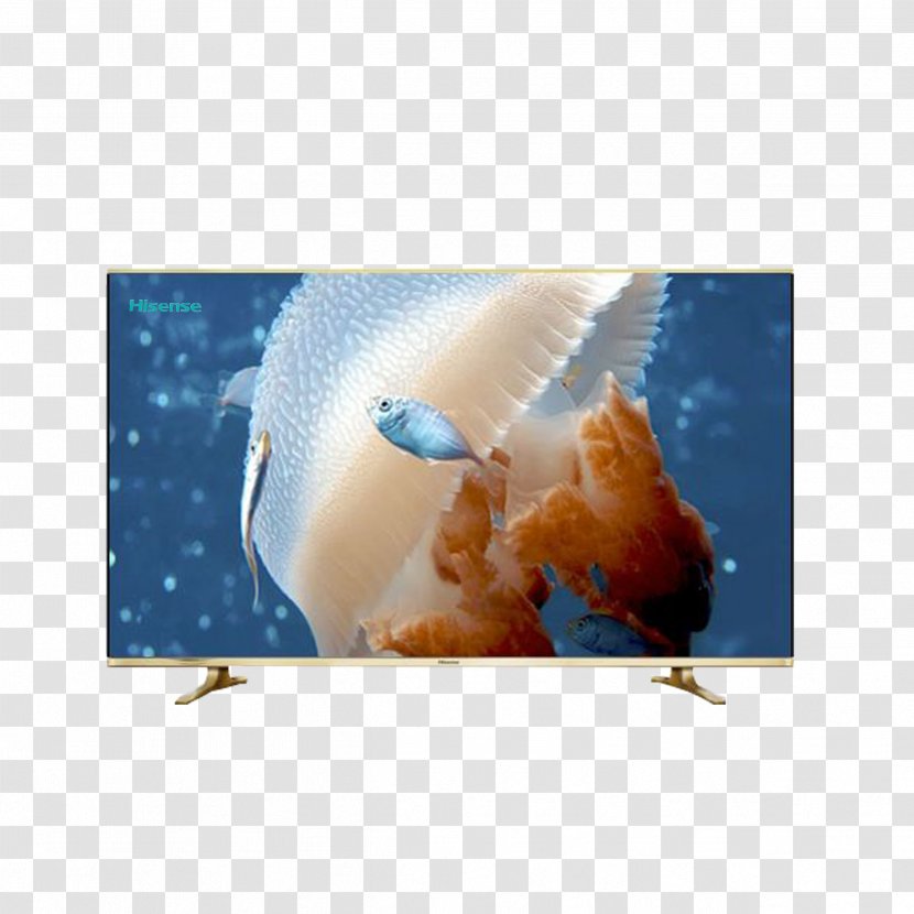 Jellyfish Underwater Photography Ocean - Aquatic Animal - Hisense TV Transparent PNG