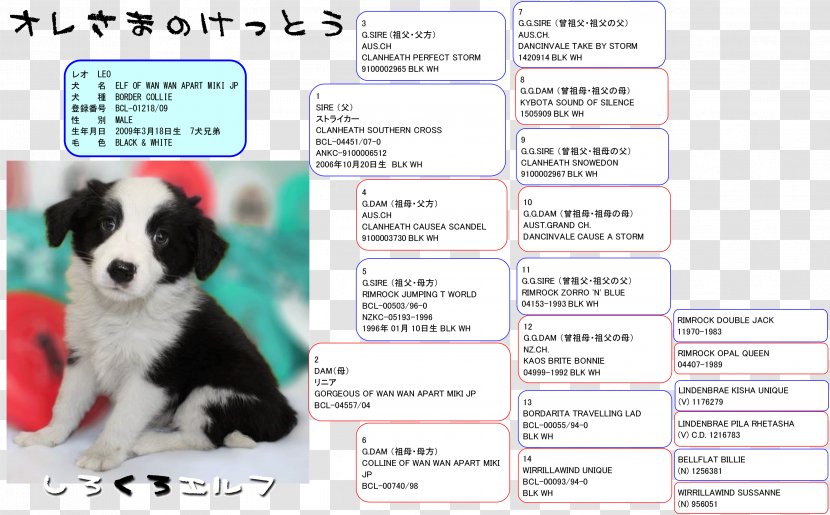Dog Breed Border Collie Puppy Rough Advertising - Photo Caption Transparent PNG