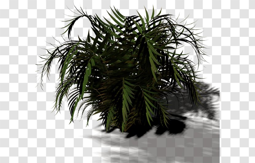 Arecaceae Tree Plant Shrub Asian Palmyra Palm - Twigs Transparent PNG