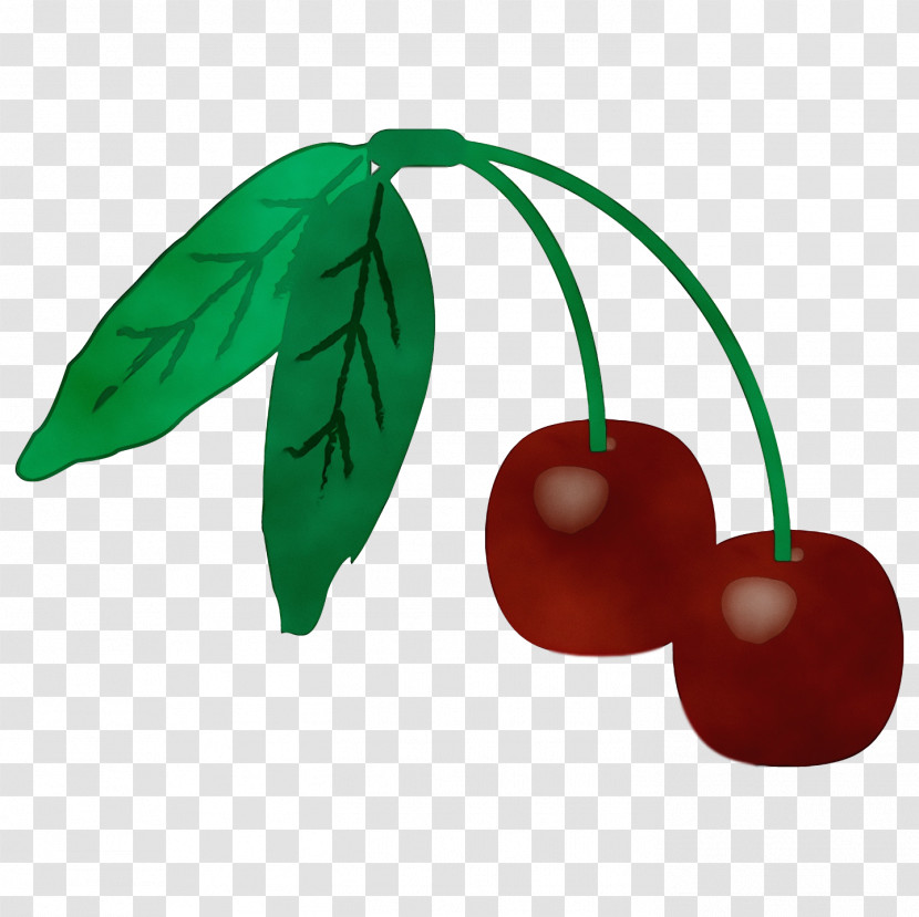 Leaf Cherry Plant Structure Biology Science Transparent PNG