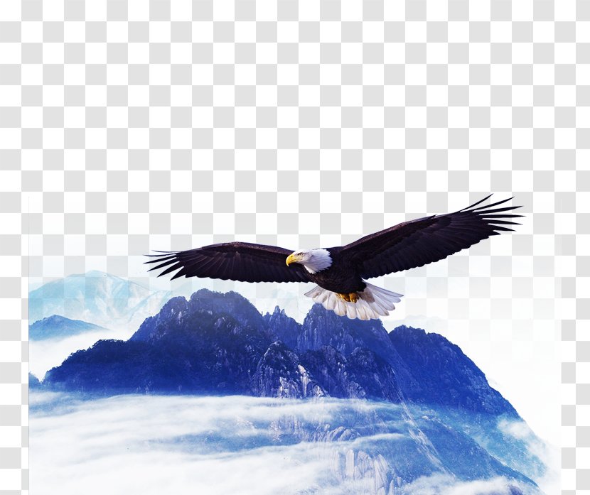Bald Eagle Poster Hawk - Mountain Transparent PNG