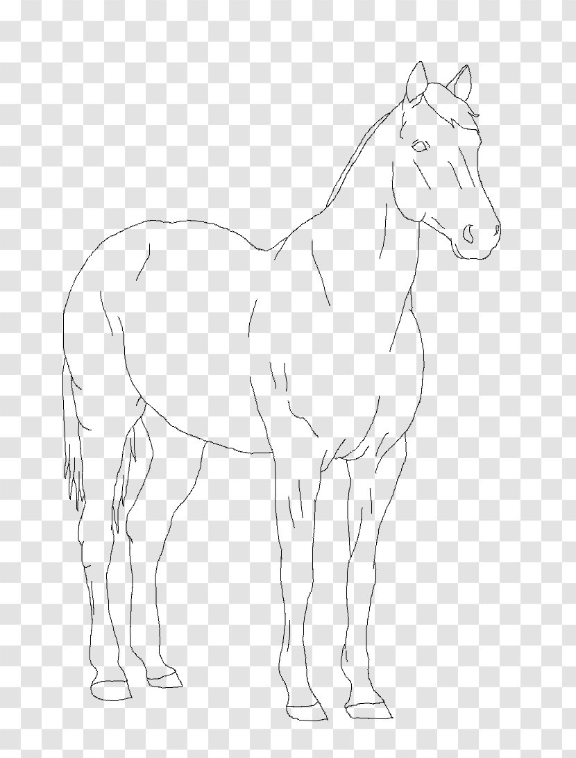 Mule Foal Bridle Stallion Colt - Artwork Transparent PNG
