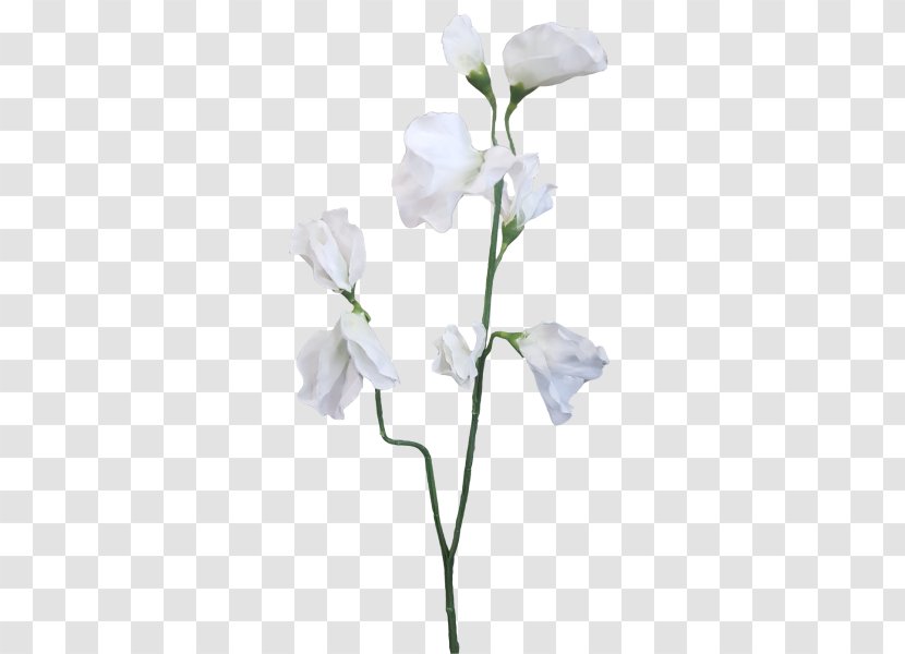 Sweet Pea Plant Stem Cut Flowers Transparent PNG