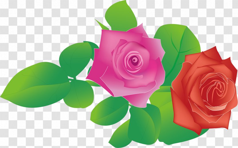 Garden Roses Beach Rose - Green - Vector Element Transparent PNG