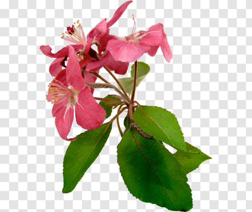 Flower Petal Plant Stem Pink Растительный мир России Transparent PNG
